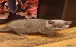 British Shorthair cats for sale: Last 2 Kittens Lilac & Blue Healthy GCCF Pedigree  - Image 14