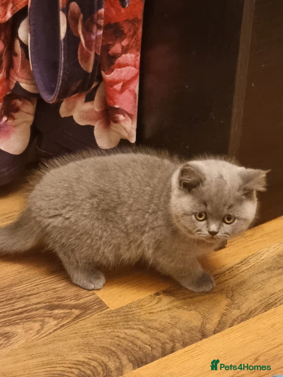British Shorthair cats for sale: Last 2 Kittens Lilac & Blue Healthy GCCF Pedigree  - Image 14