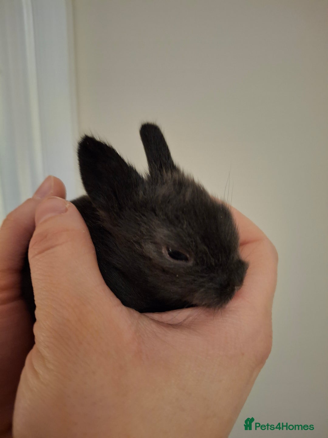 Lionhead rabbits for sale: Purebred Lionhead babies - Advert 4