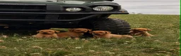 Labrador Retriever dogs for sale: Red Labrador Retriever puppies  - Advert 4