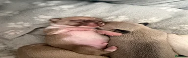 Chihuahua 2
