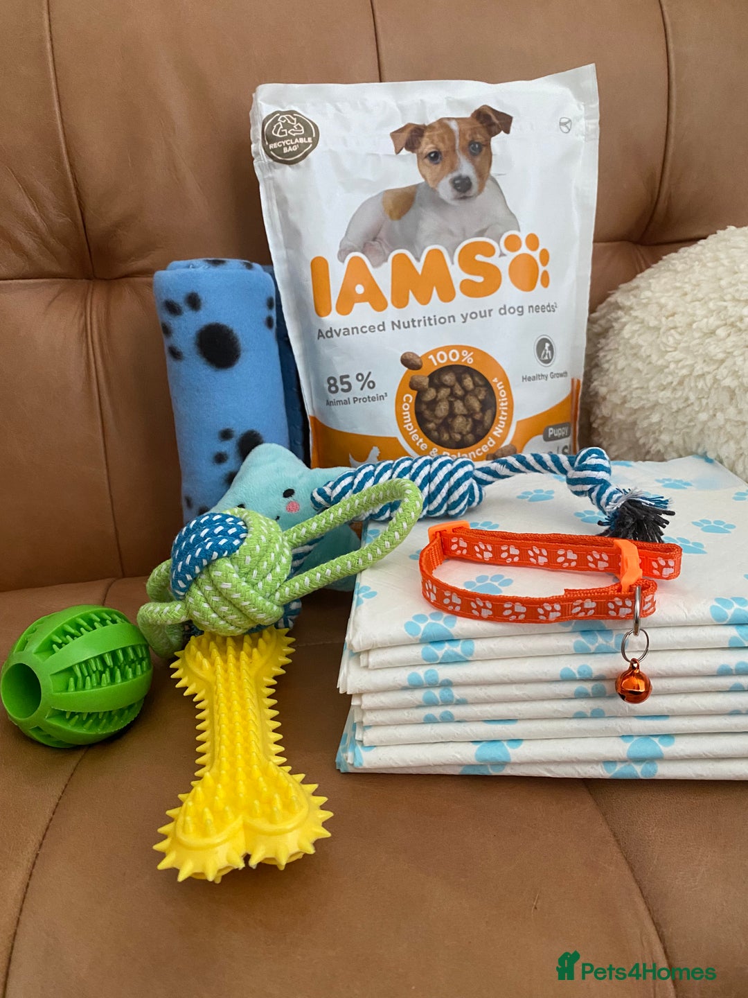 Cocker Spaniel dogs for sale: 2X cocker spaniel pups left  - Advert 12