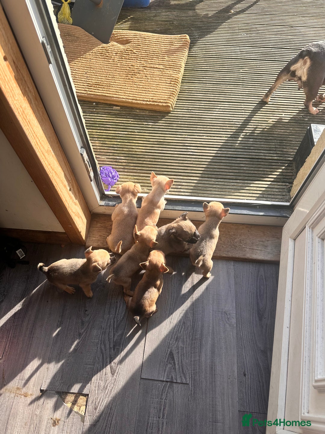 Mixed Breed dogs for sale: puppies  - Image 1