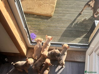 Mixed Breed dogs - Advert 10