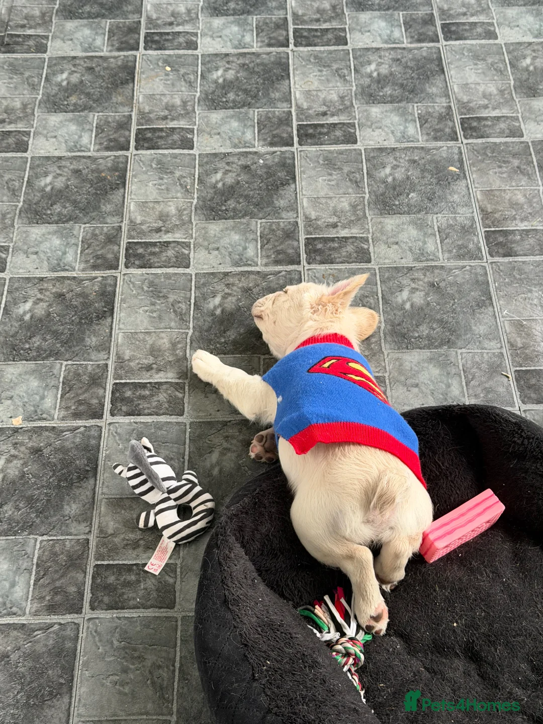French Bulldog dogs for sale: Fluffy frenchie puppy  - Advert 8