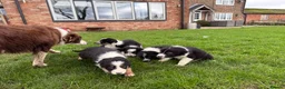 Border Collie dogs for sale: 🌟Beautiful Border Collies🌟 - Advert 3