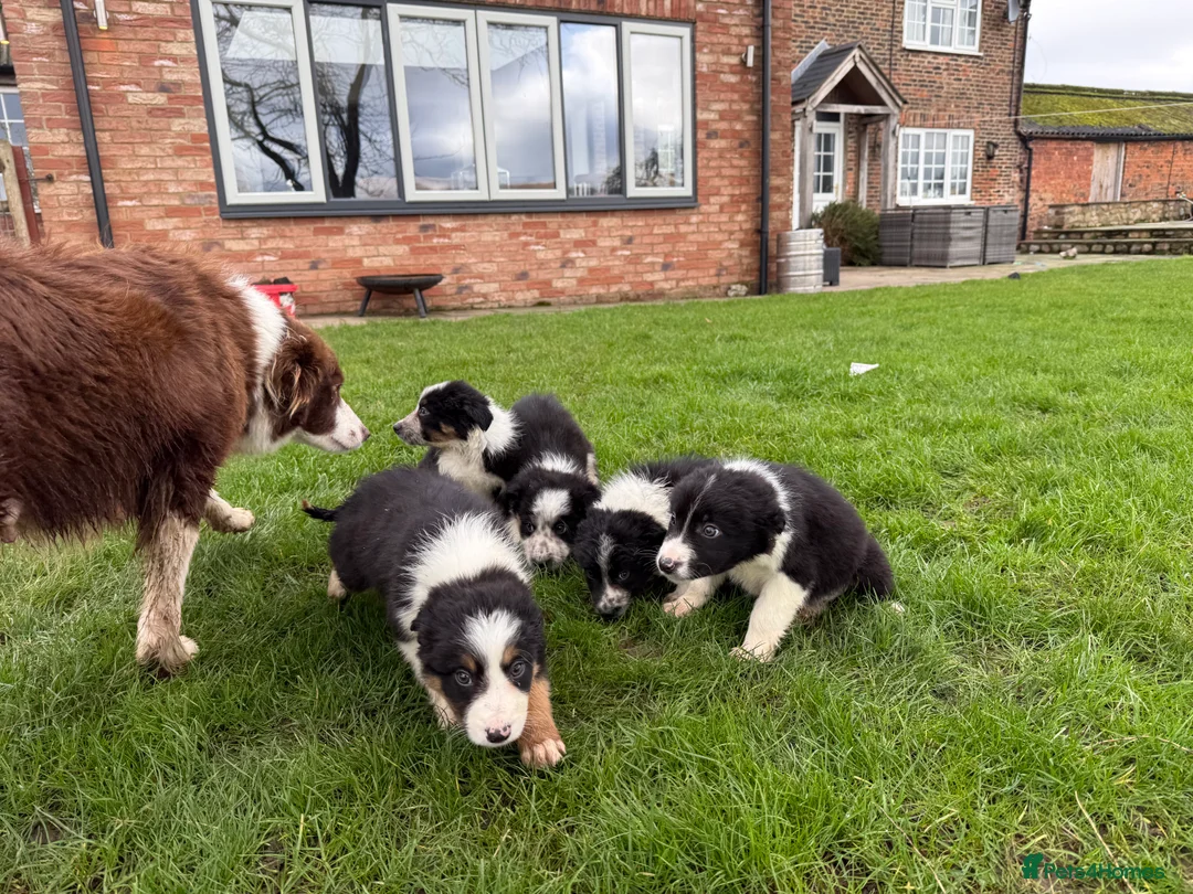 Border Collie dogs for sale: 🌟Beautiful Border Collies🌟 - Advert 3