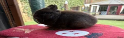 Netherland Dwarf rabbits for sale: Breeding Netherland dwarfs  - Advert 3