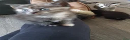 Domestic Shorthair cats for sale: Lovely Litter Of Kittens - Advert 11