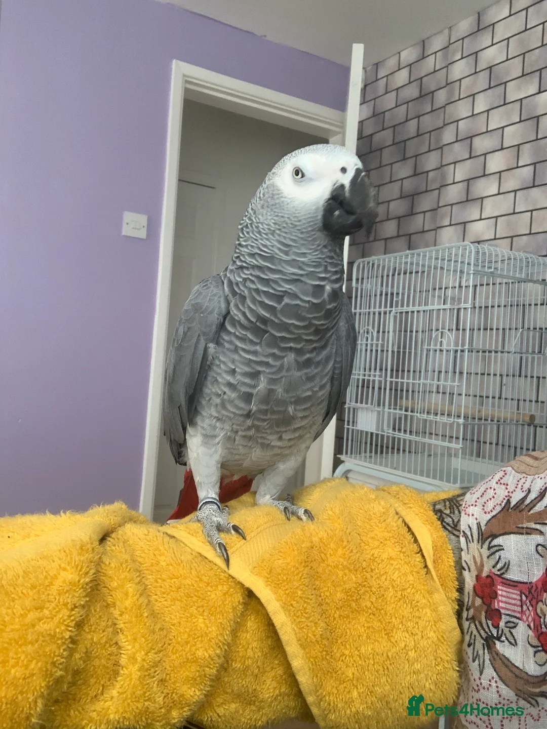 Parrots birds for sale: African grey parrot  in Liverpool - Advert 2