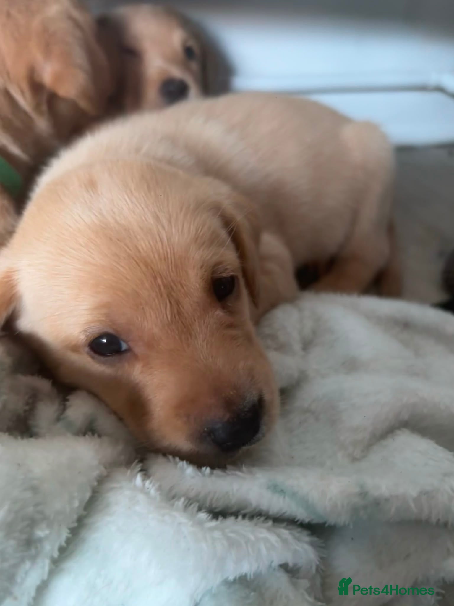 Labrador Retriever dogs Labrador retriever puppies for sale  - Advert 2