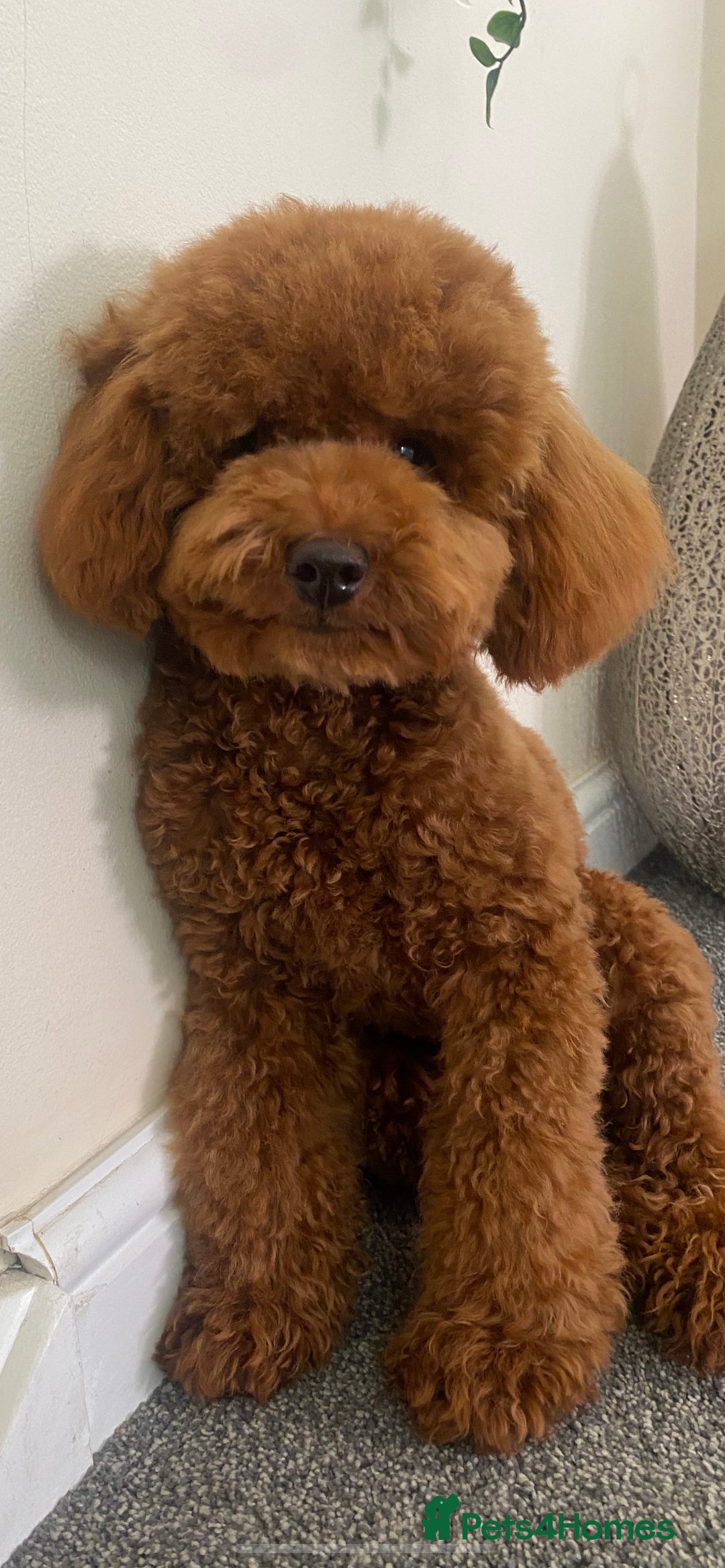 Toy Poodle dogs for stud: Leo Toy Poodle fox red Stud in Telford - Advert 9