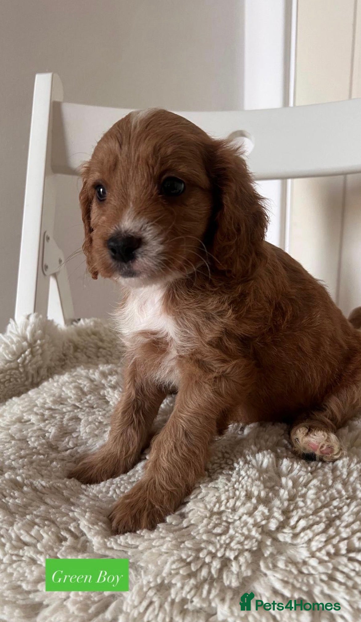 Cavapoo dogs Beautiful Cavopoo pups - Advert 5
