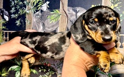 Miniature Dachshund dogs for sale: Stunning Boy Male Miniature Dachshund Available - Image 3