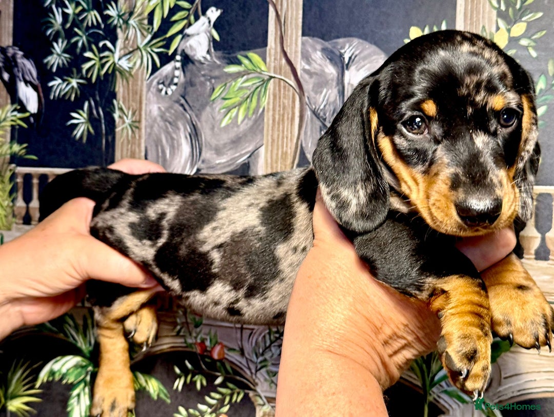 Miniature Dachshund dogs for sale: Stunning Boy Male Miniature Dachshund Available - Image 3