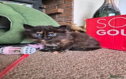 Mixed Breed cats for sale: ❤️ JUST 1 GORGEOUS KITTEN REMAINING! 😻 - Image 39