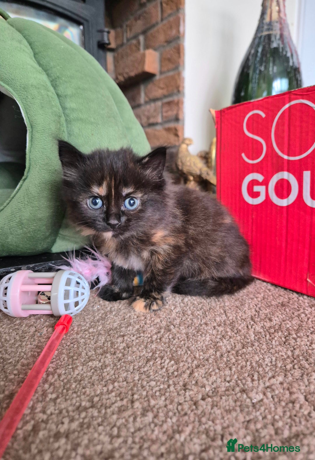 Mixed Breed cats for sale: ❤️ JUST 1 GORGEOUS KITTEN REMAINING! 😻 - Image 39