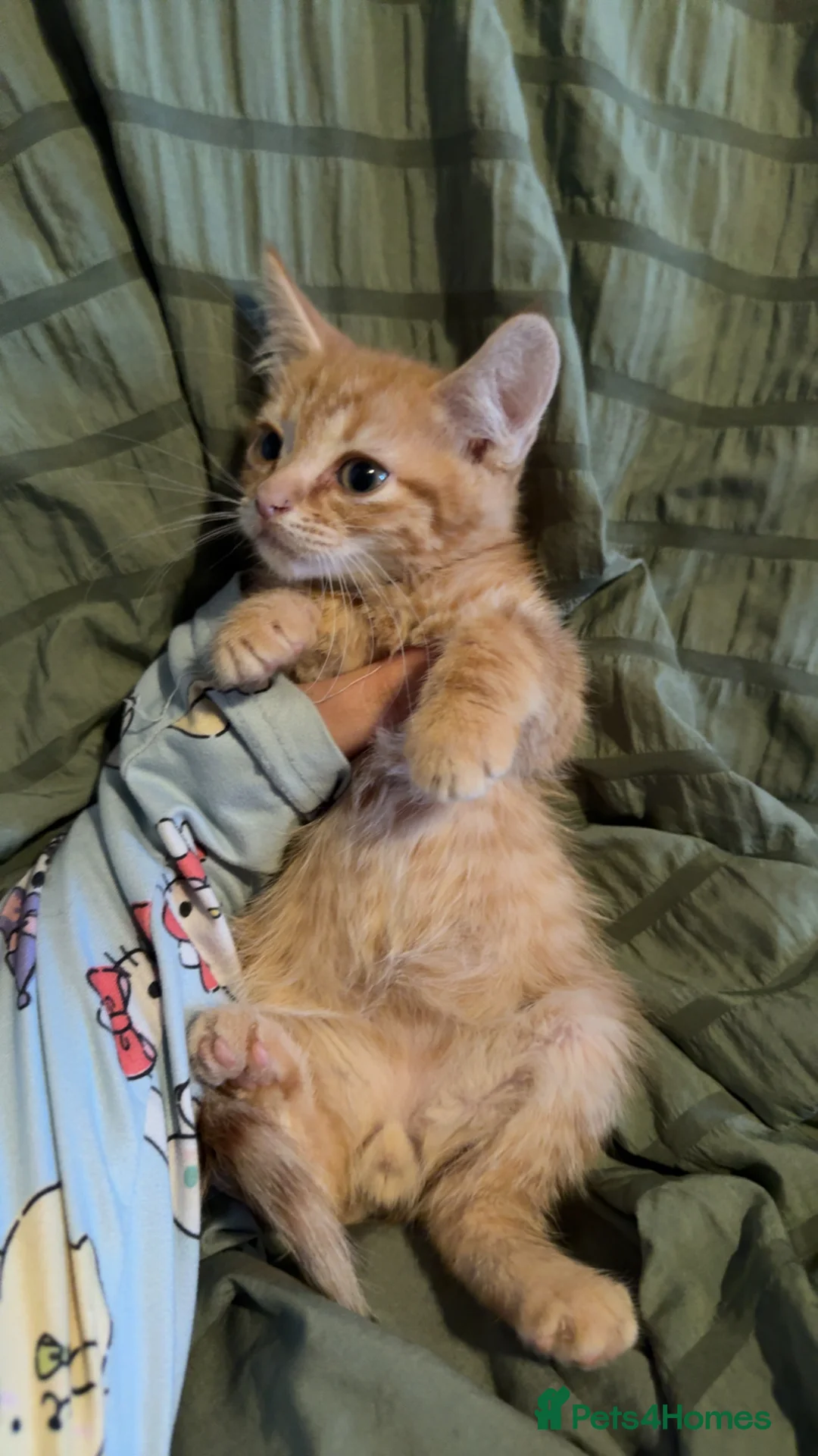 British Shorthair cats for sale: Kittens for sale  - Advert 5