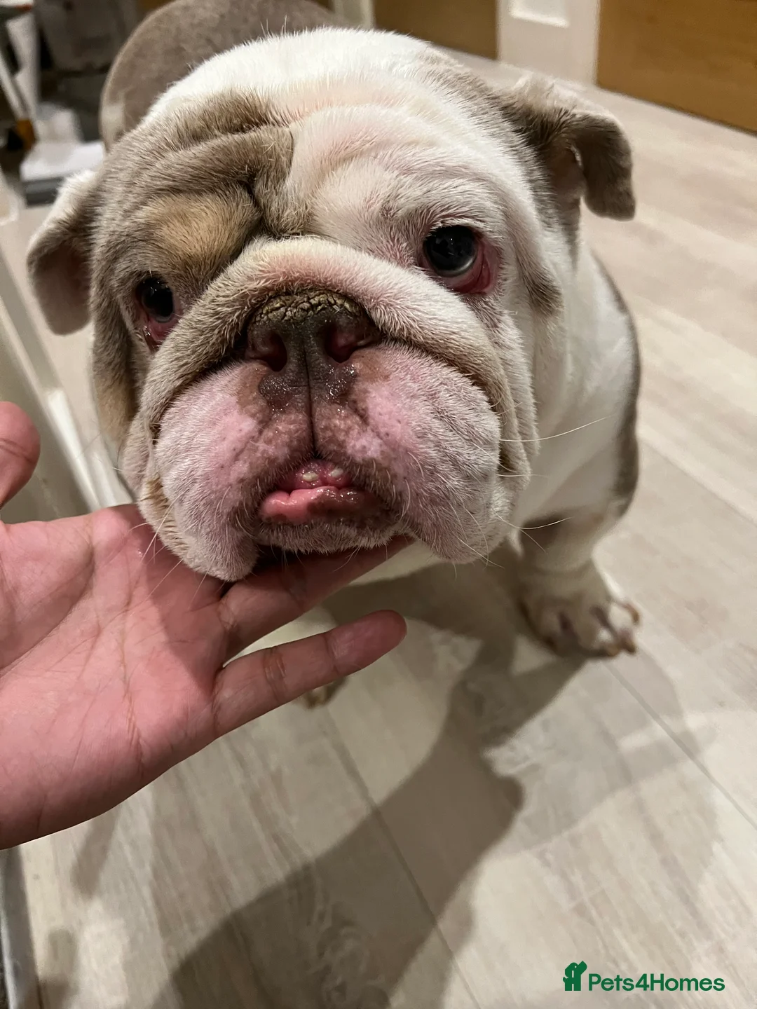English Bulldog dogs for sale: Bruno - Advert 7