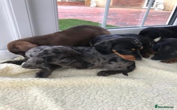 Dachshund dogs for sale: Dachshund puppies  - Image 5