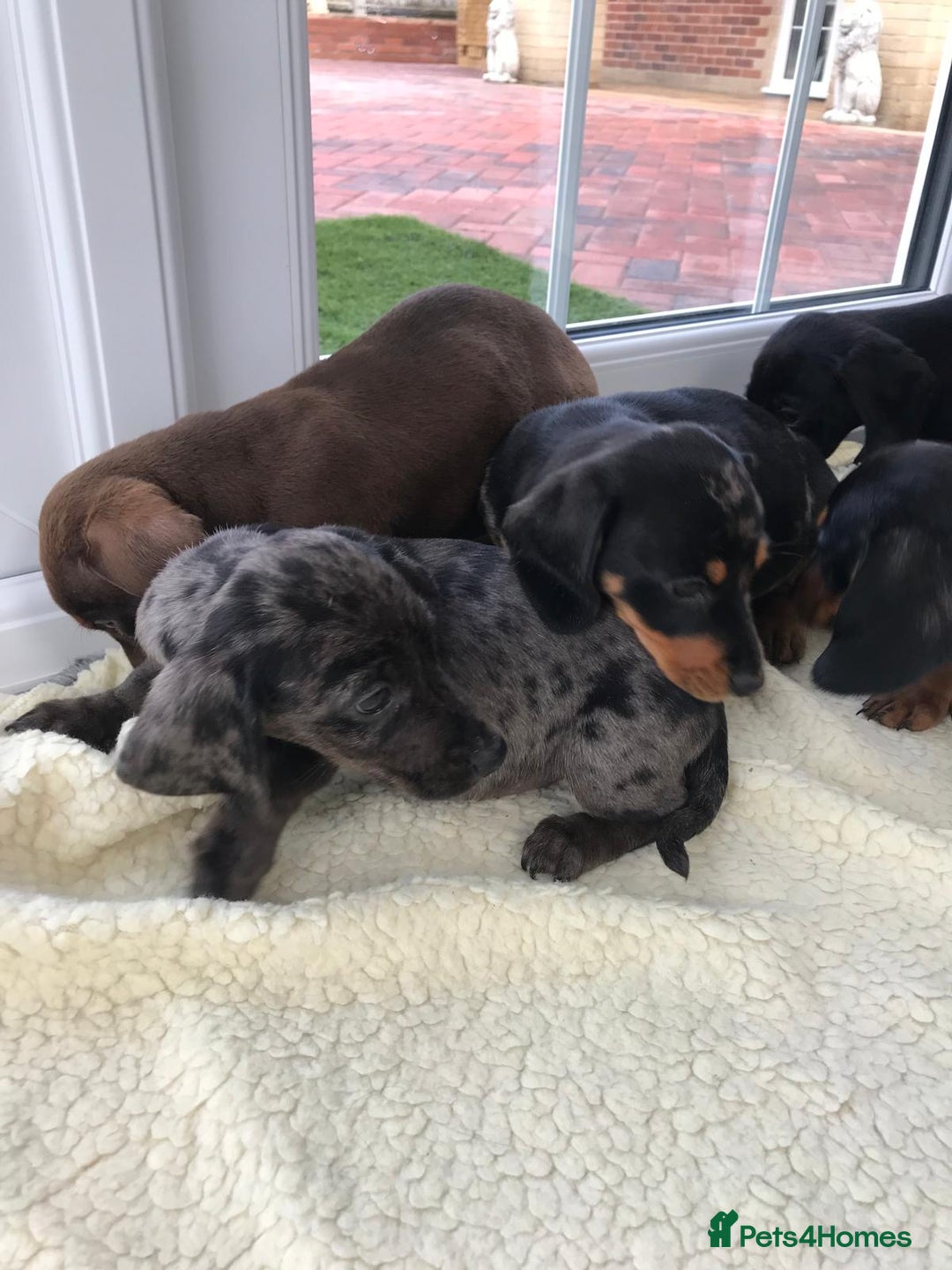 Dachshund dogs for sale: Dachshund puppies  - Image 5