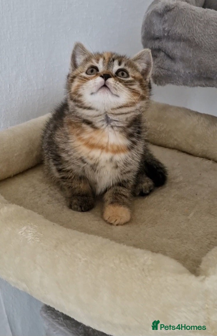 Mixed Breed cats  Female tortie kitten half British shorthair - Advert 15