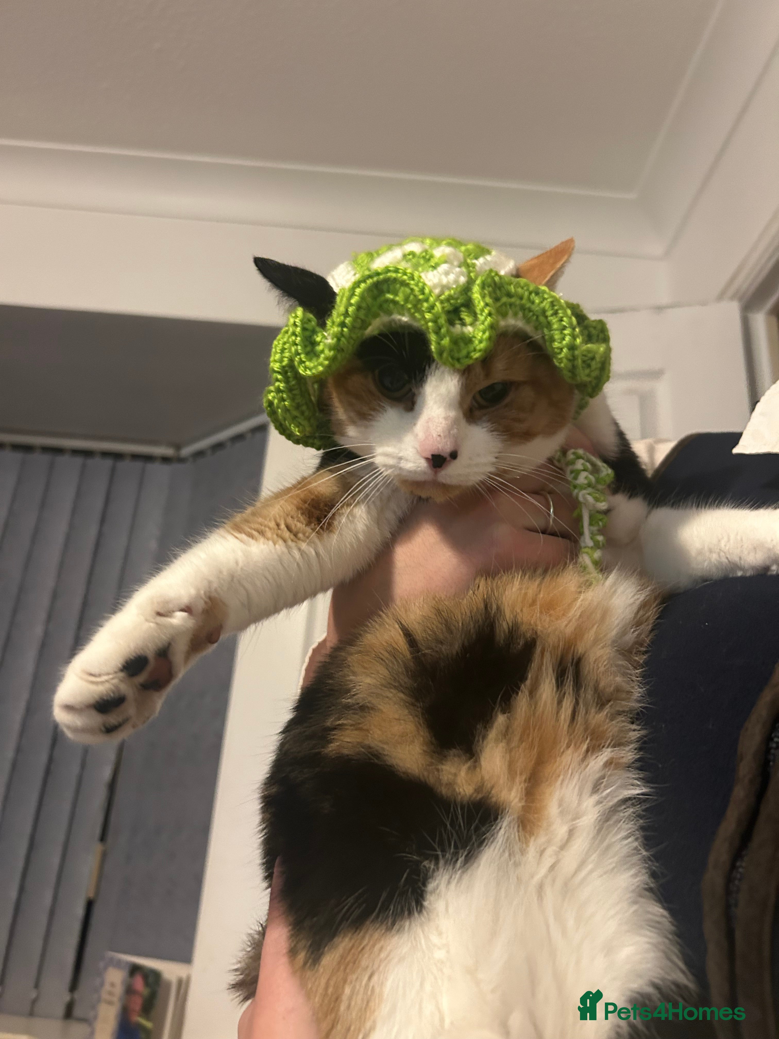 Mixed Breed cats Cats  - Advert 2