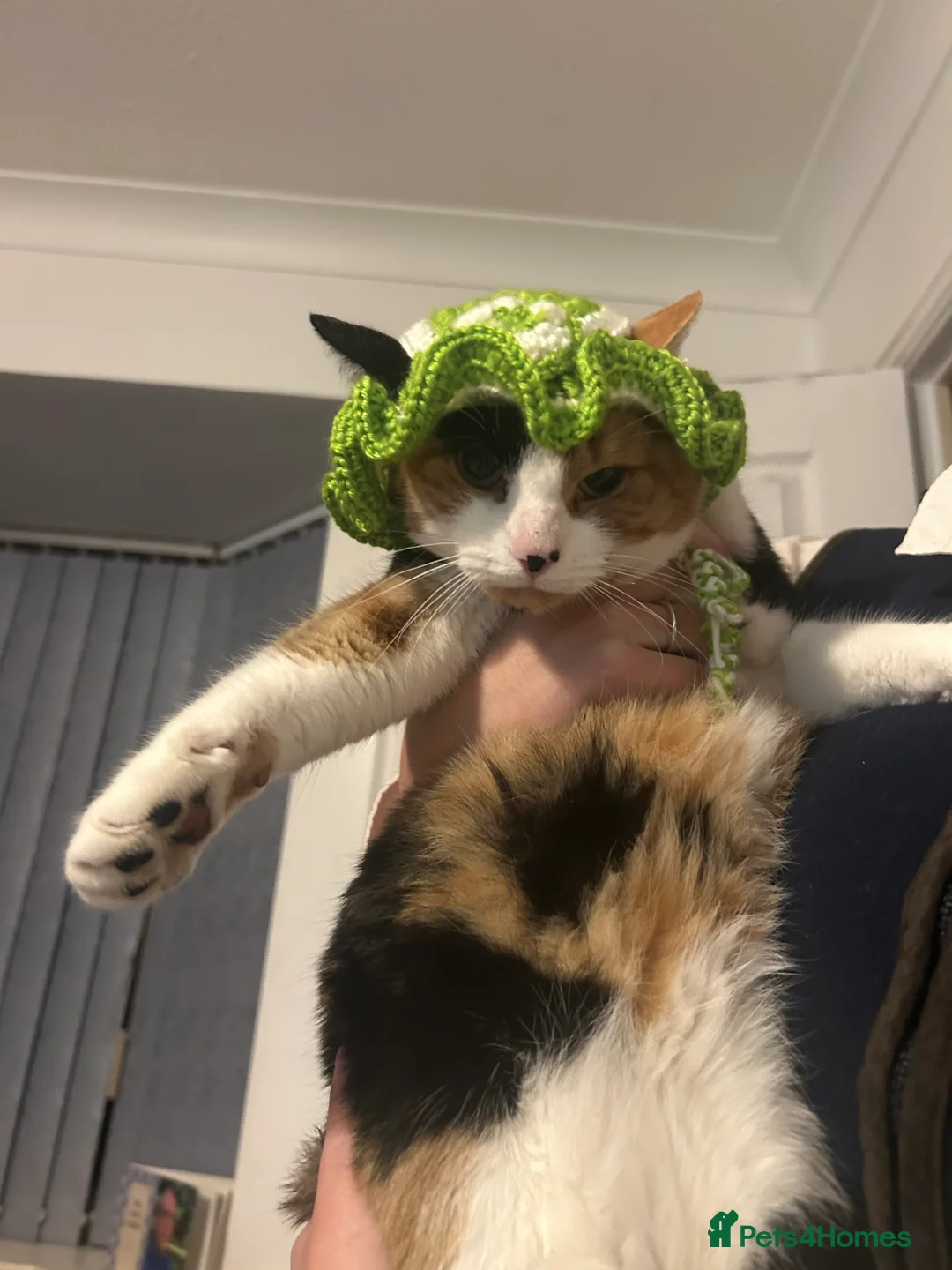 Mixed Breed cats for sale: Cats  - Advert 1