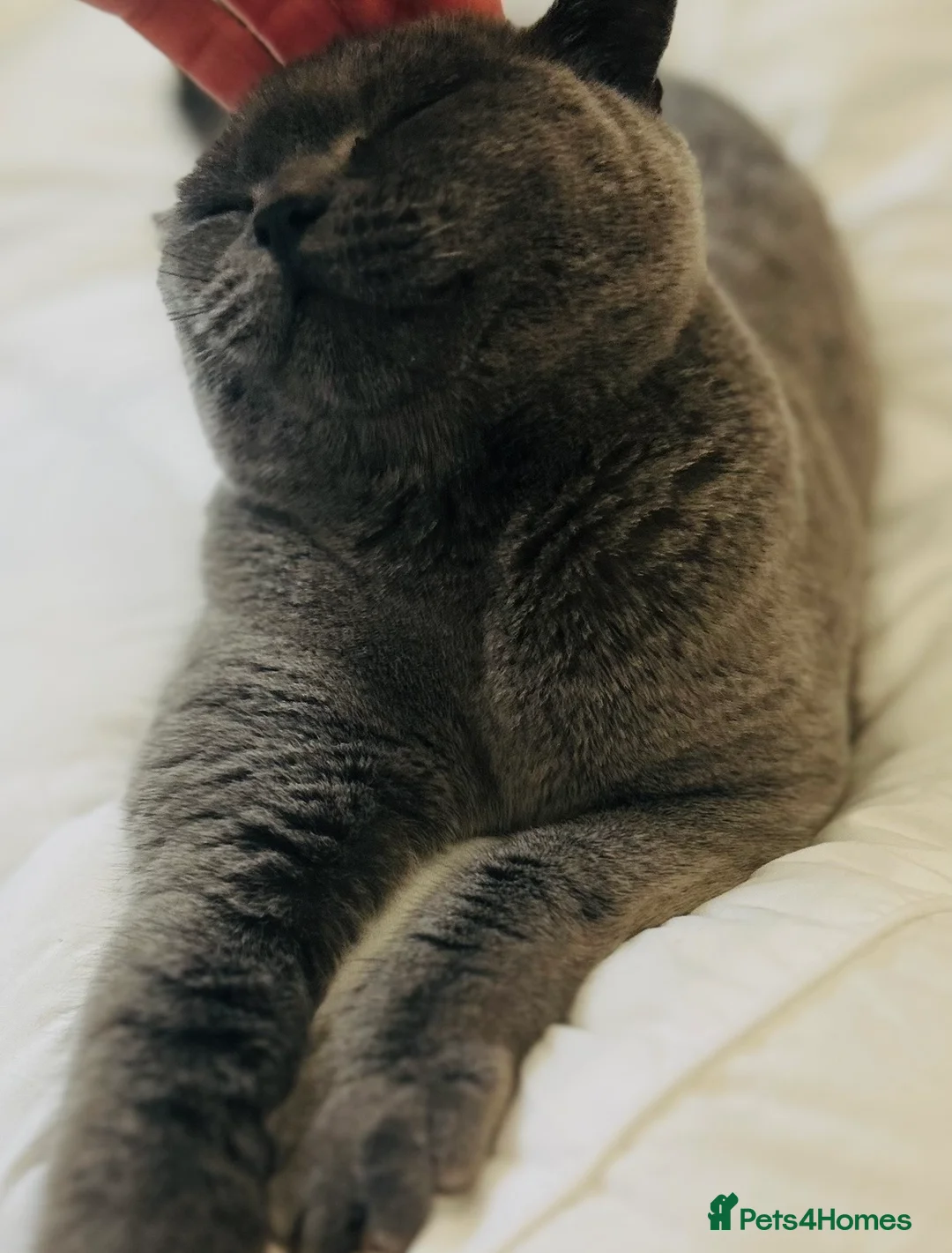British Shorthair cats for sale: Beautiful Darla. Blue British Shorthair Girl - Advert 2