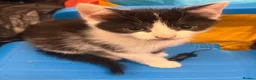 Mixed Breed cats for sale: Kittens  - Advert 7