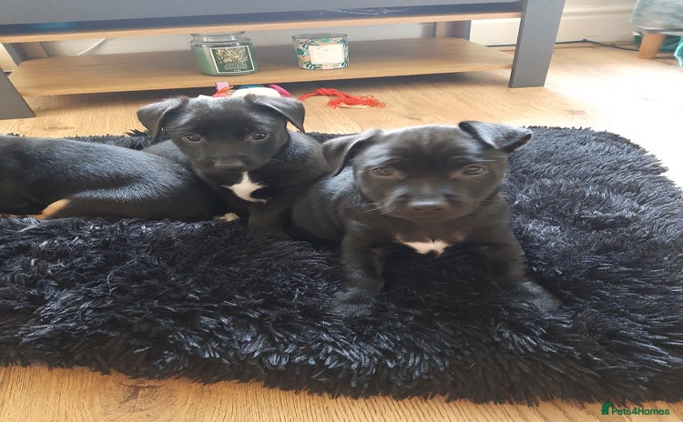 Patterjack dogs - Advert 1