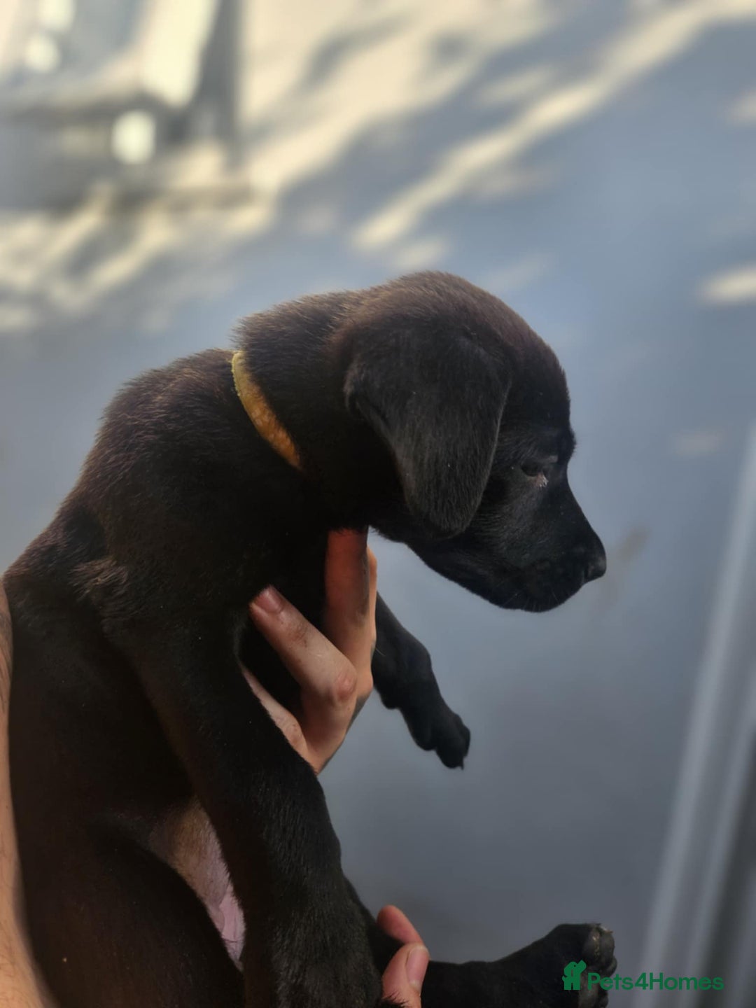 Mixed Breed dogs for sale: Light Green - Puppies for sale  - Image 17