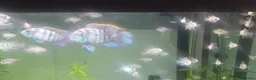 Cichlids fish for sale: Blue hybrid acara cichlid  in London - Advert 5