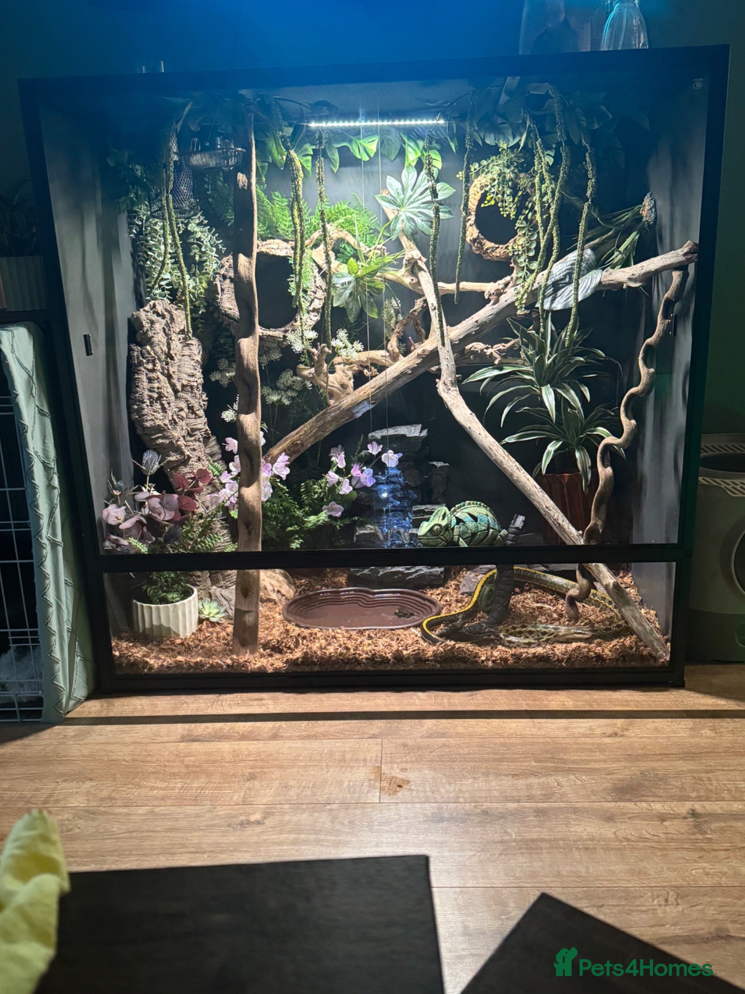 Rat Snake reptiles Taiwanese beauty rat snake - Advert 2