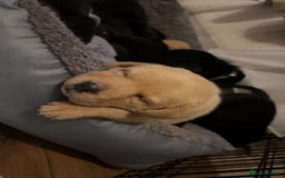 Labrador Retriever dogs for sale: Beautiful Labrador puppies - Image 7