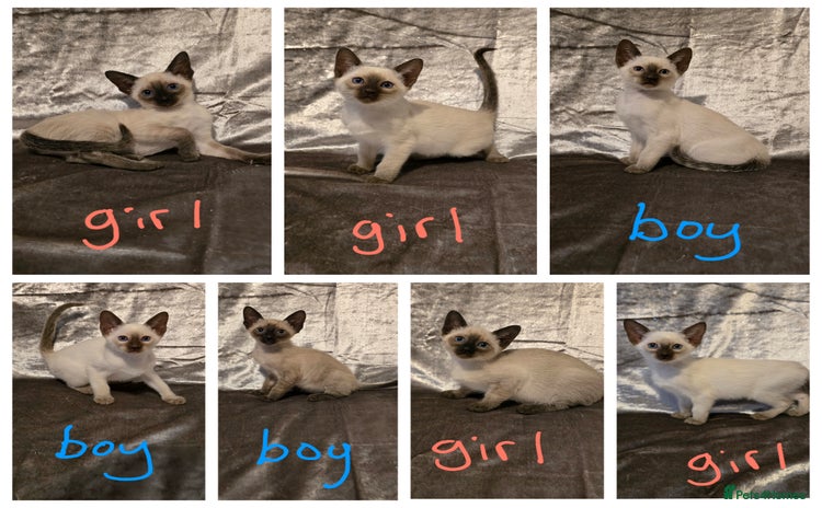 Siamese cats - Advert 1