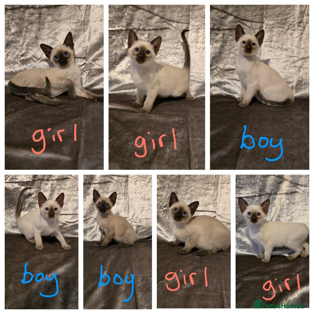 Siamese cats for sale: Traditional Siamese Kittens  - Image 1