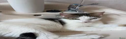 Mixed Breed cats for sale: In need of a loving home - Advert 4