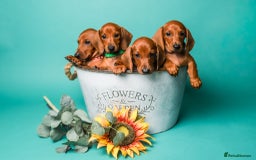 Dachshund dogs for sale: Standard smooth dachshunds males  - Image 11