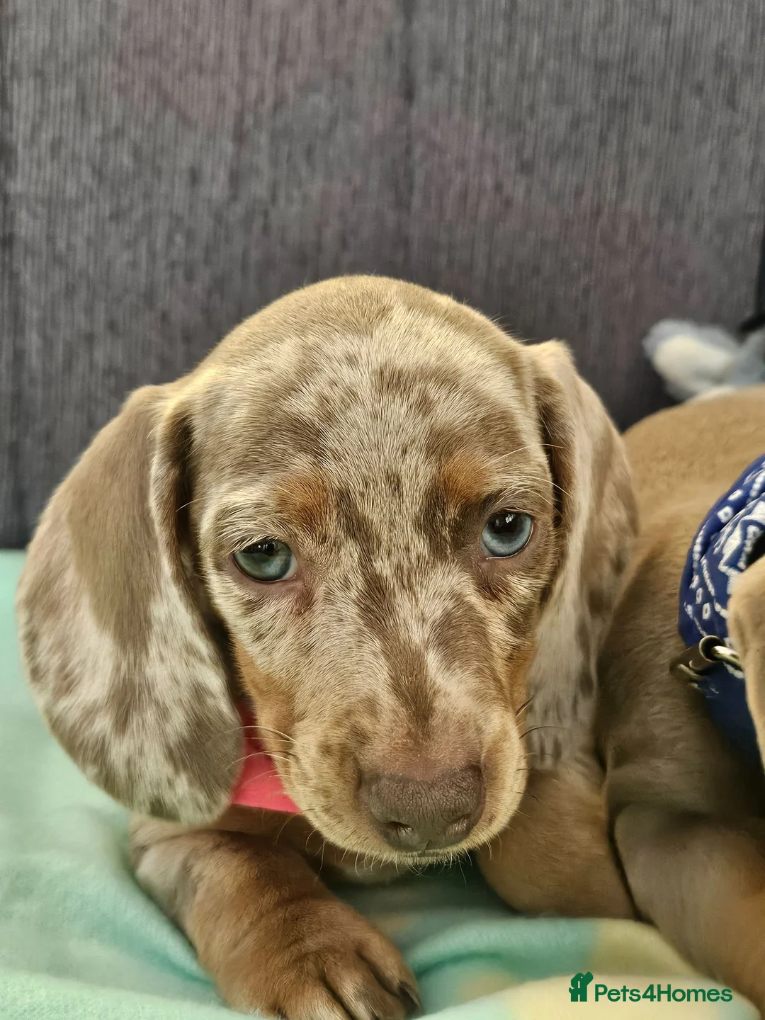 Miniature Dachshund dogs for sale: Female dashund in Skegness - Advert 1