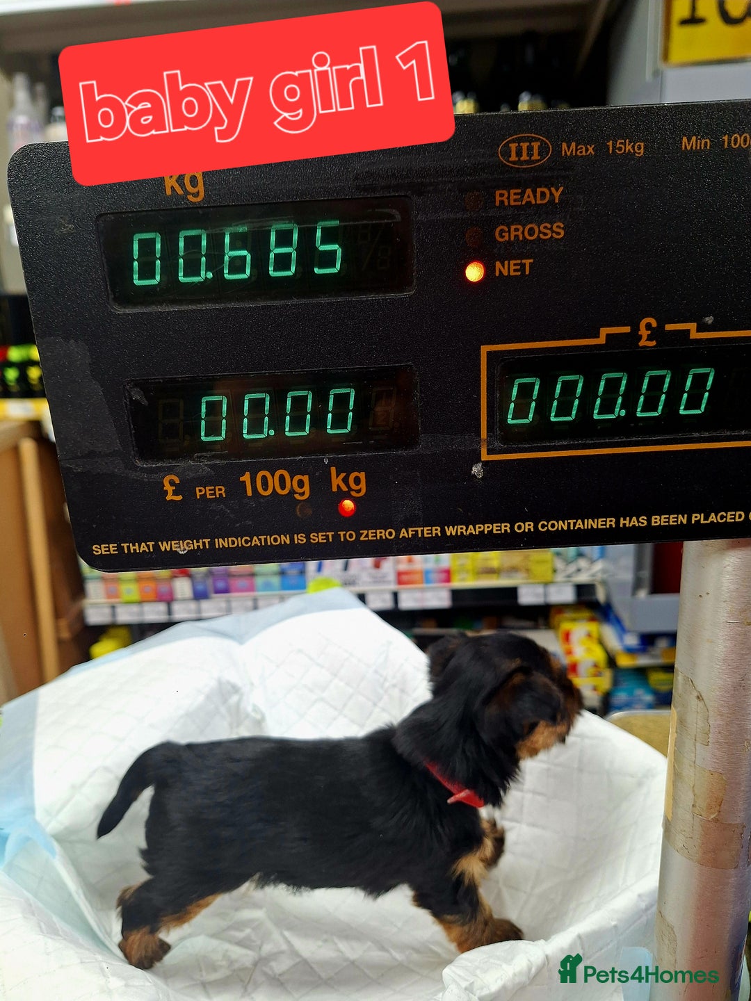 Yorkshire Terrier dogs for sale:  😍 Yorkshire Terrier Puppies 😍  - Advert 4