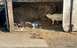 Goats livestock for sale: Pygmy X - Image 11