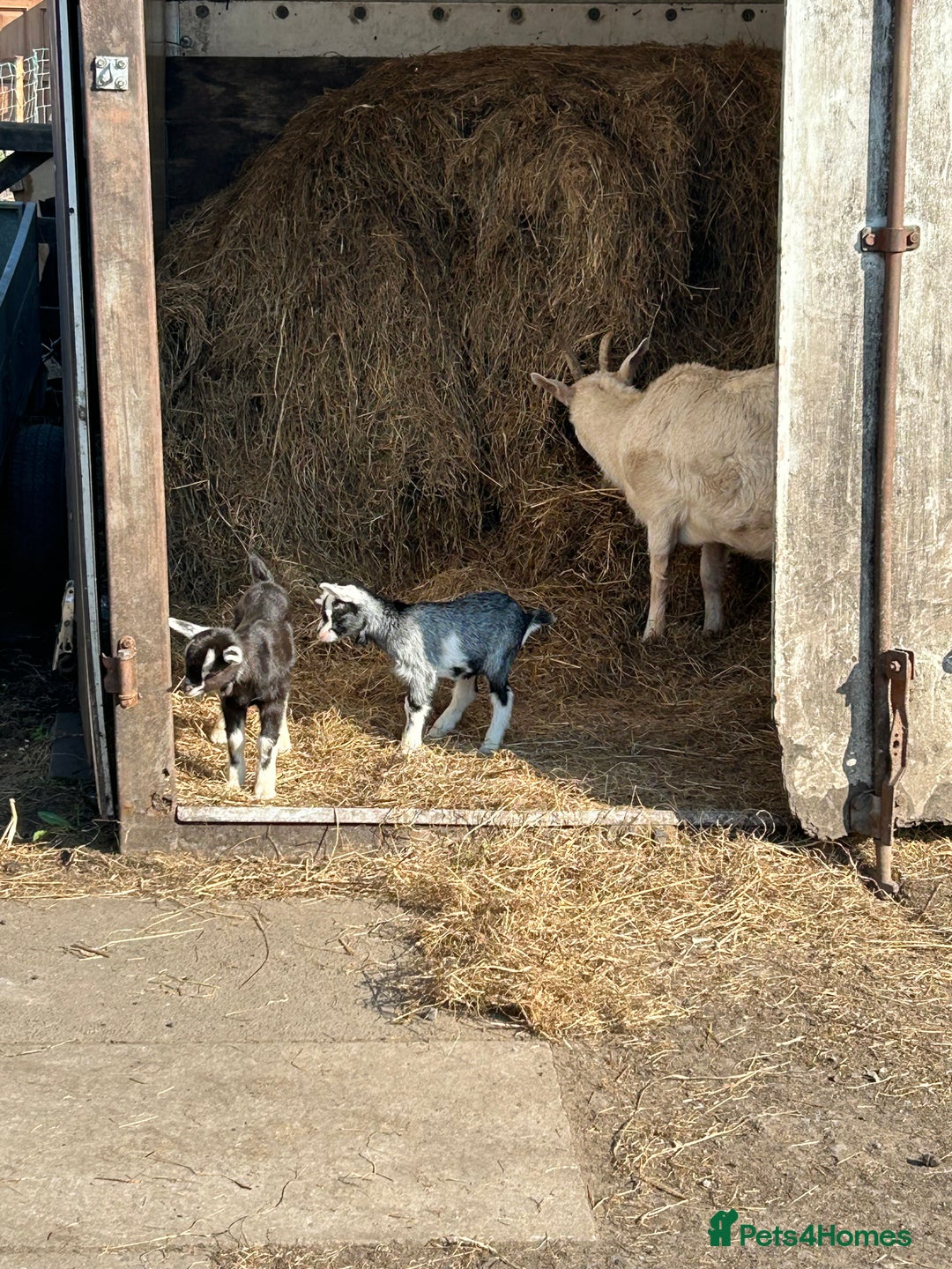 Goats livestock for sale: Pygmy X - Image 11
