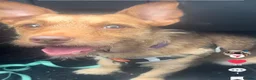 Jack Chi dogs for sale:  2 Year Old Terrier Cross Simba  - Advert 3
