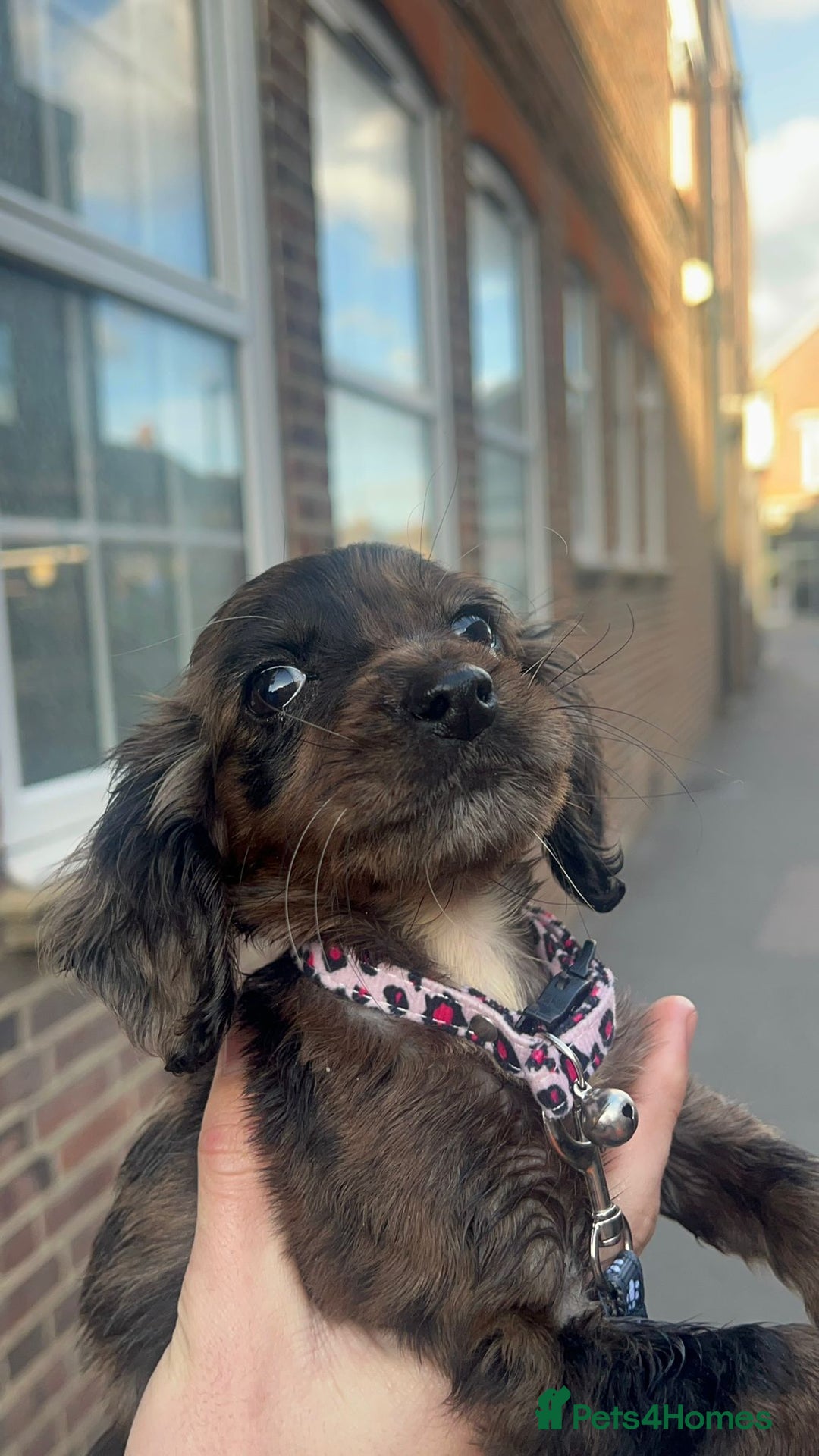 Cocker Spaniel dogs for sale: Rare cocker spaniel 1 left - Image 2