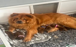 Chow Chow dogs for sale: 3 Stunning chow chow for sale  - Image 17