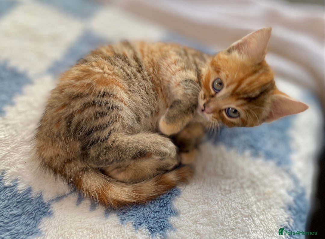 Mixed Breed cats for sale: Gorgeous Ginger And Tortoiseshell Female Kittens - Advert 17