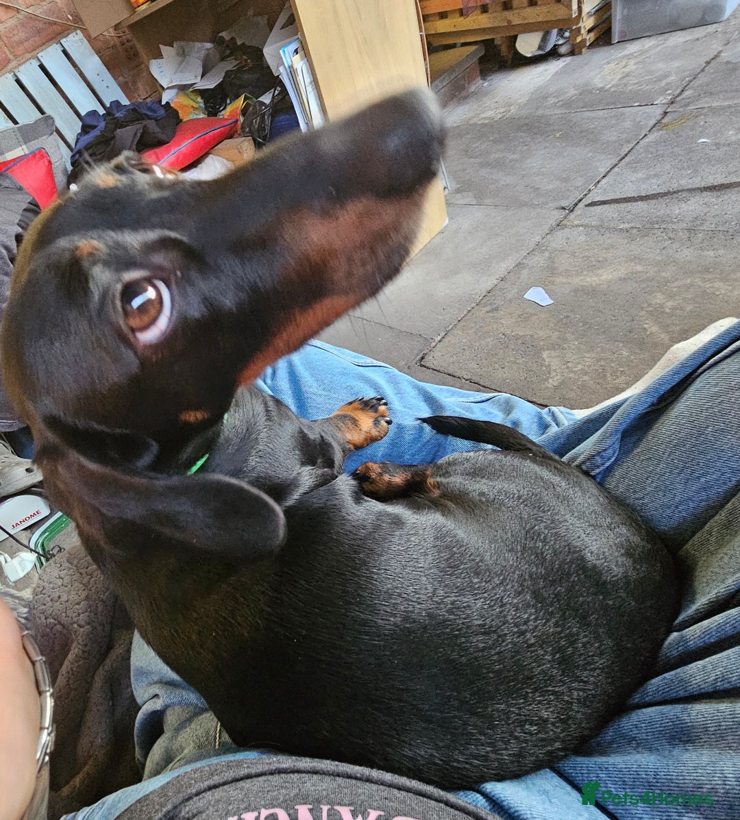 Miniature Dachshund dogs for stud: Rupert has come of age - Image 4