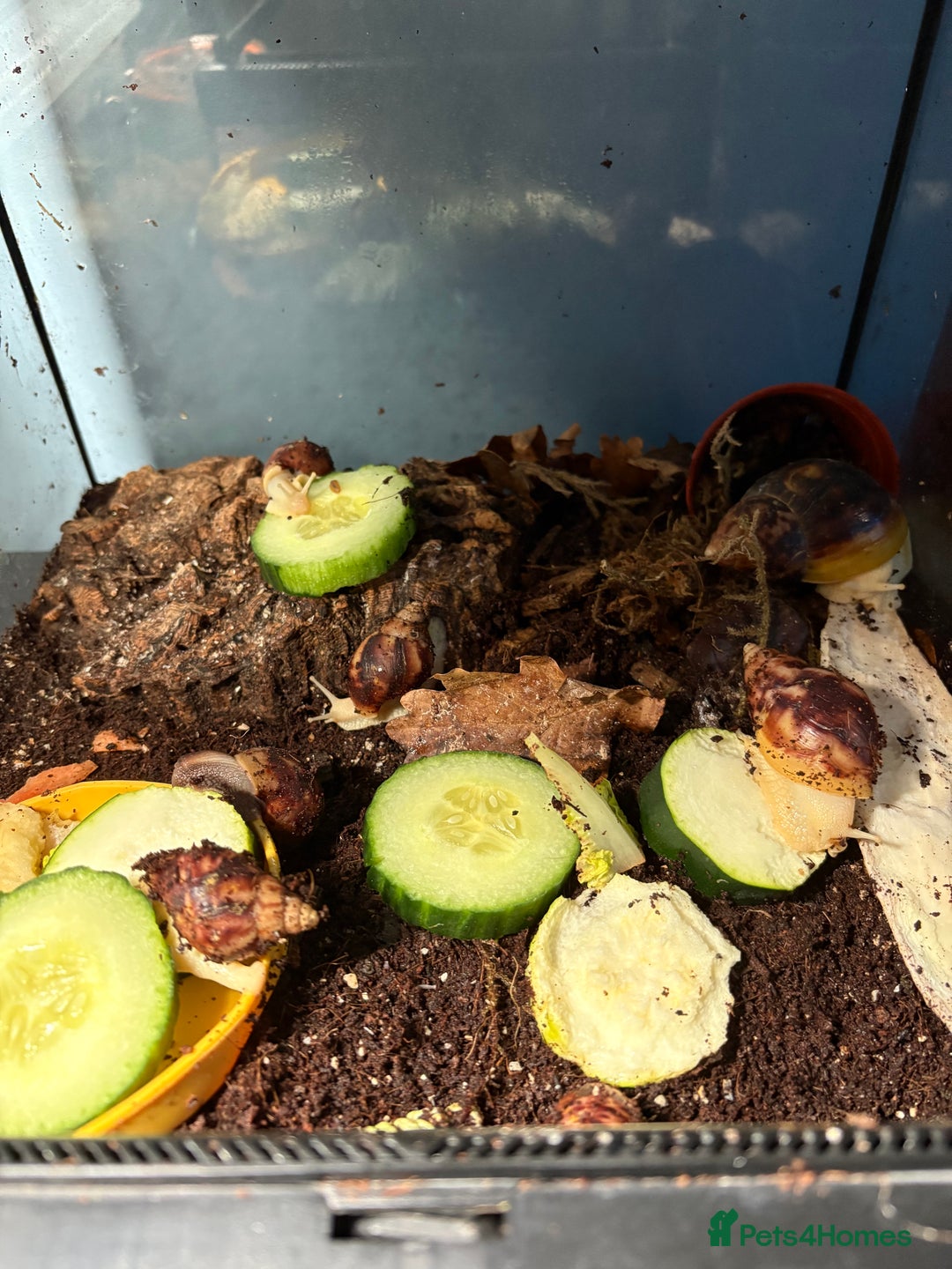 Snails invertebrates for sale: Giant African land snails for sale  - Image 3