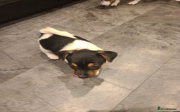 Jack Russell dogs for sale: Jack Russell Puppies - Image 7